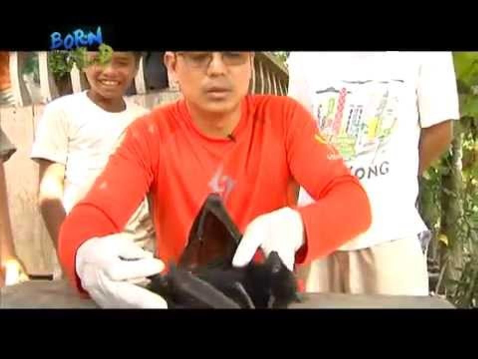 Eating bats can be a health risk | Born to be Wild