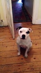 Un chien rapporte ses affaires pour aller se promener !