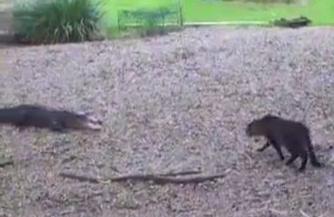 Ce chat n'a vraiment peur de rien !