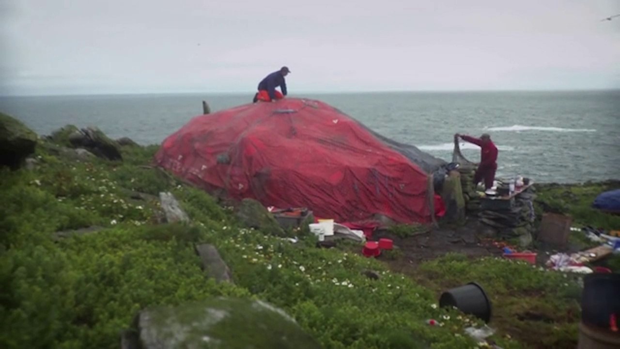 The traditional ways of Guga Hunting video Dailymotion
