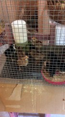 Mi método de Cría de pollitos....futuros gallos de pelea