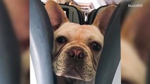 This Airline Lets Your Bring Your Furry Friend in the Main Cabin