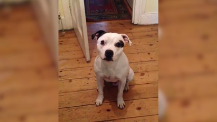 Un chien se prépare pour sortir