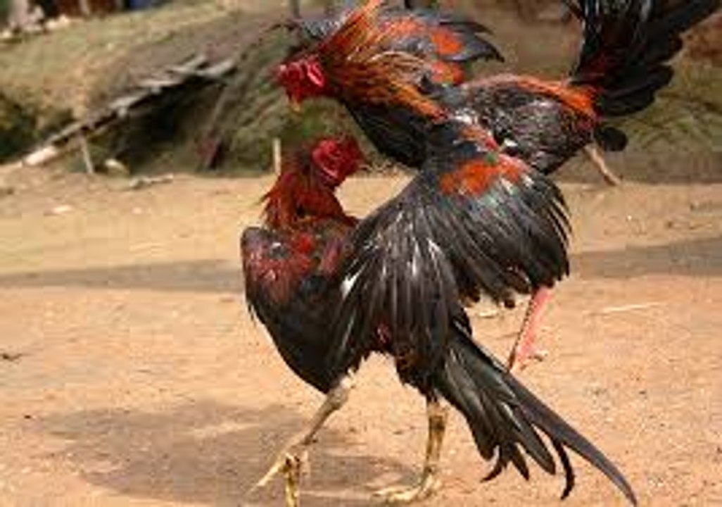 fighting rooster ..Real Seal Hen baby Fight