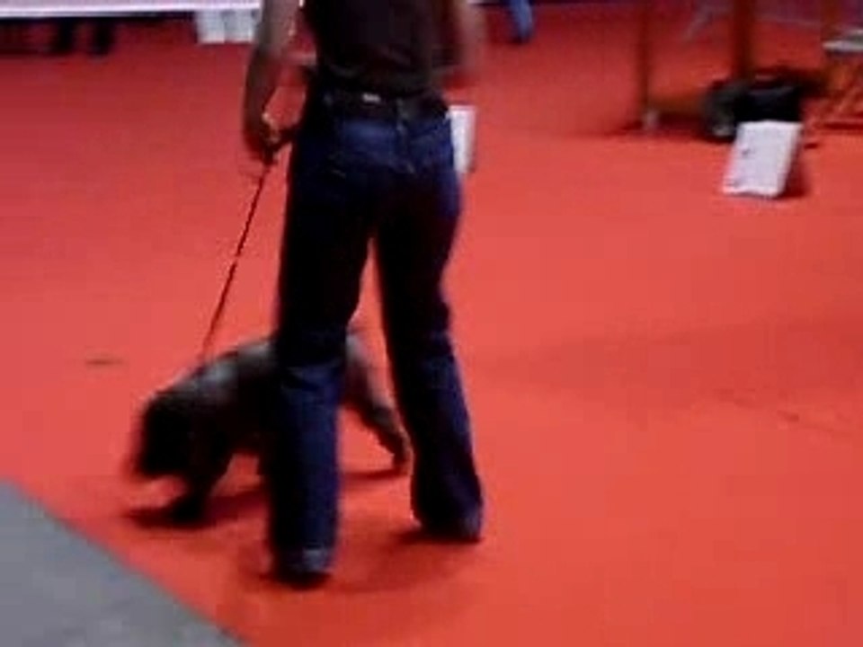 bubu a la marche