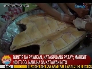 UB: Buntis na pawikan, natagpuang patay sa Zamboanga City