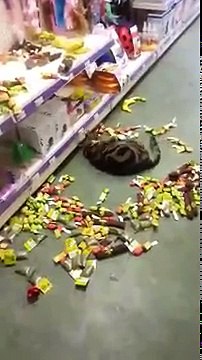 Ce chat s’échappe de chez lui et sème la zizanie dans un magasin pour animaux (1)