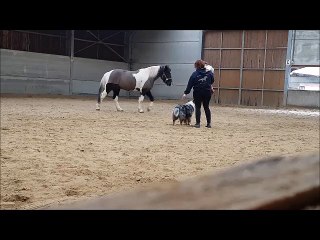 jeriko le 31 janvier 2017