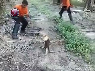 A PEGADA DO TAMANDUA