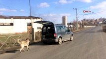 Çorlu'da Arabaya Bağlanan Köpek Çekilerek Götürüldü