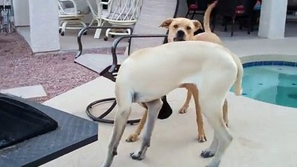 How To Tell You're Too Into The Dogs