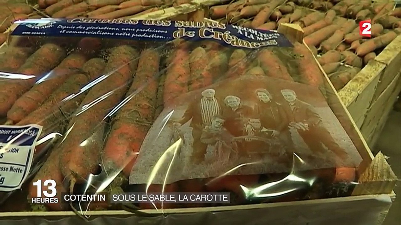 Cotentin : la carotte des sables, trésor de la côte normande