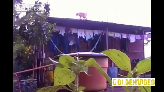 Самые смешные COUB приколы про кошек и котят [#3]