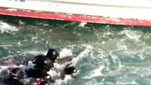 Mãe golfinho tenta impedir que filho seja levado por caçadores