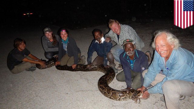 Florida hires Indian snake wranglers to catch invasive Burmese pythons