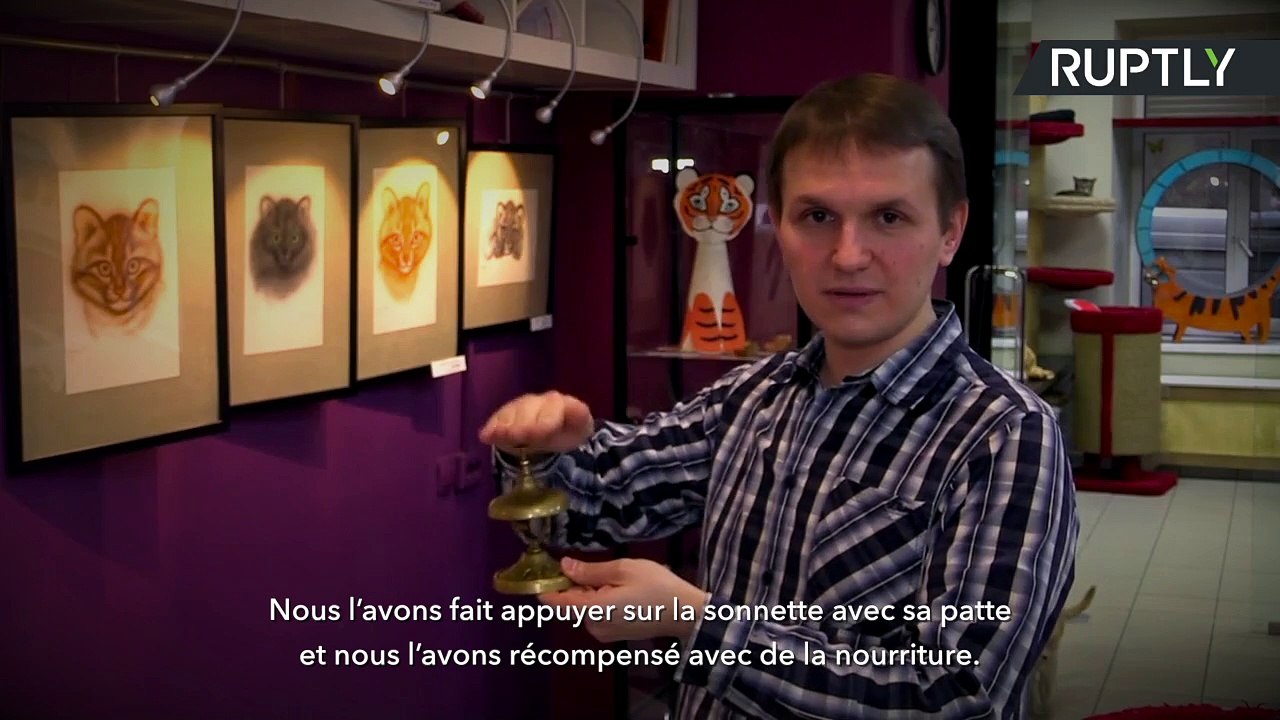 Deux fois deux ? Quatre, répond le chat