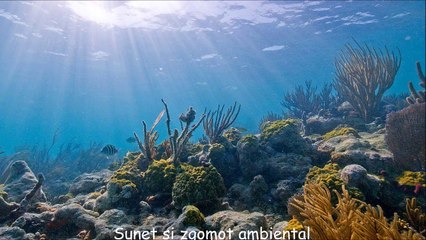Sunet și zgomot ambiental subacvatic