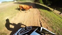 Guy crashes into cow while riding dirt bike