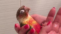 Parrot completely relaxed for bath time