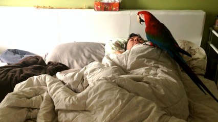 Parrot wakes up owner every morning for kisses