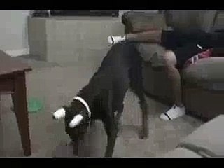 Funny Dog...Cant Stop Laughing