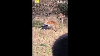 TIGER ATTACK IN ZOO