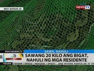 BT: Sawang 20 kilo ang bigat, nahuli ng mga residente