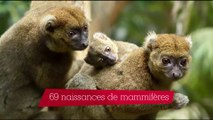 Parc Zoologique de Paris : l'année 2016 en chiffres et en images