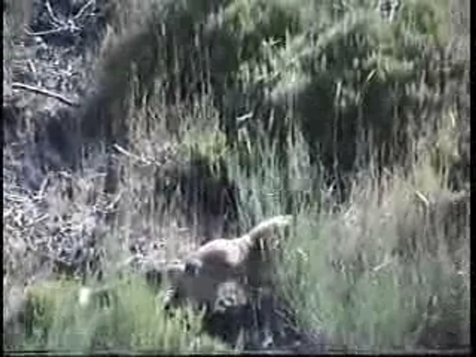 Zorro cerca de Camasobres 2-9-02