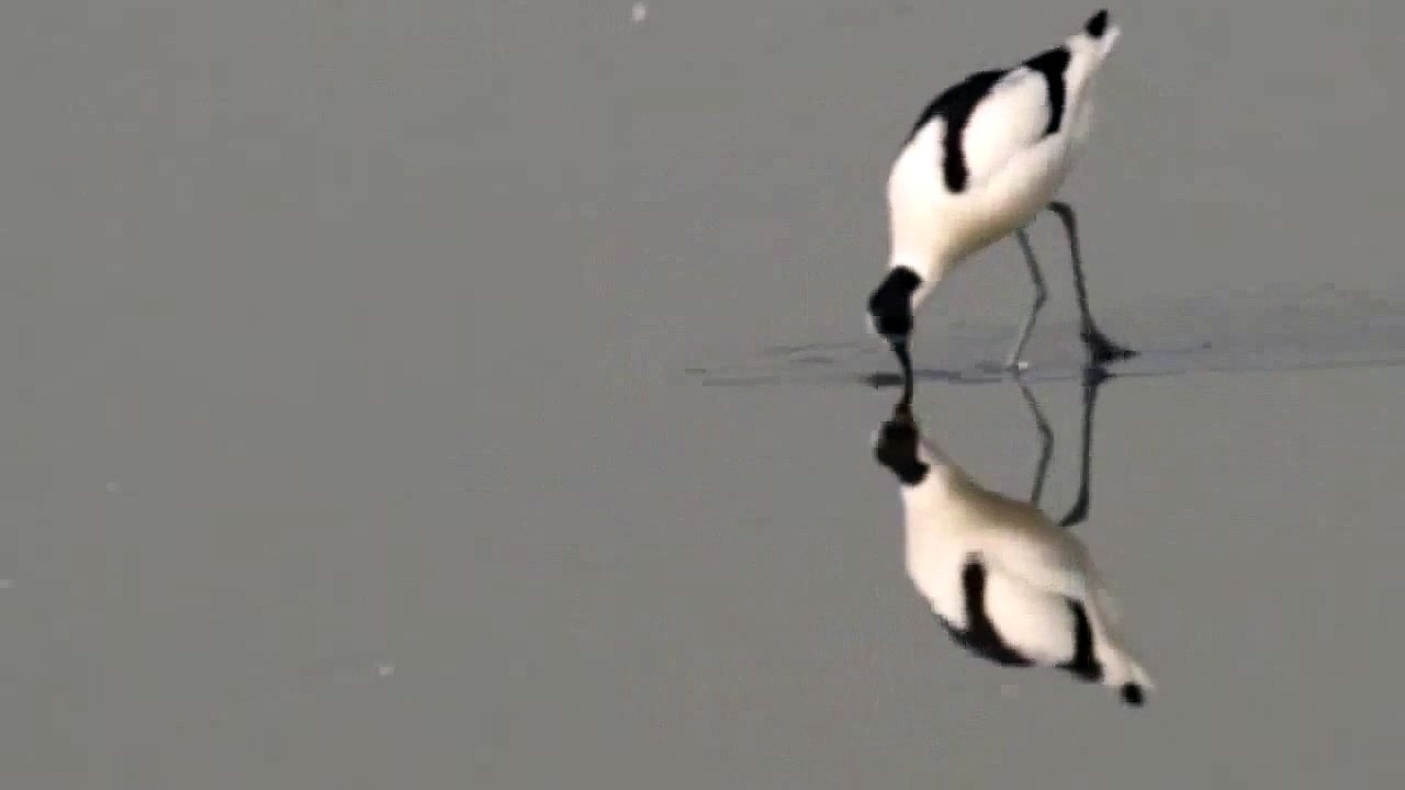 Avocet (Bird)