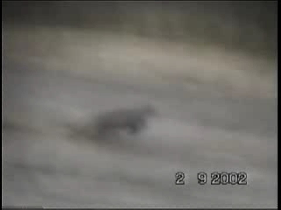 Gato montes cerca de Vañes 2-9-02