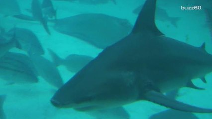 Sharks May Hold Key to Curing Cancer in Humans