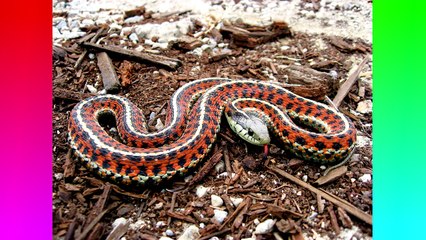 25 Of The Most Common Phobias In The World // QuickTops