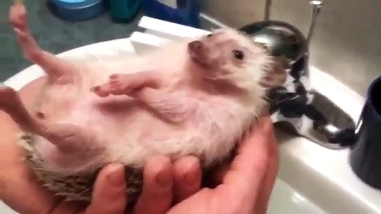 Смешной ежик купается