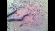 Snake Giving Birth to 18 baby Snakes within a Minute  RARE EXCLUSIVE VIDEO