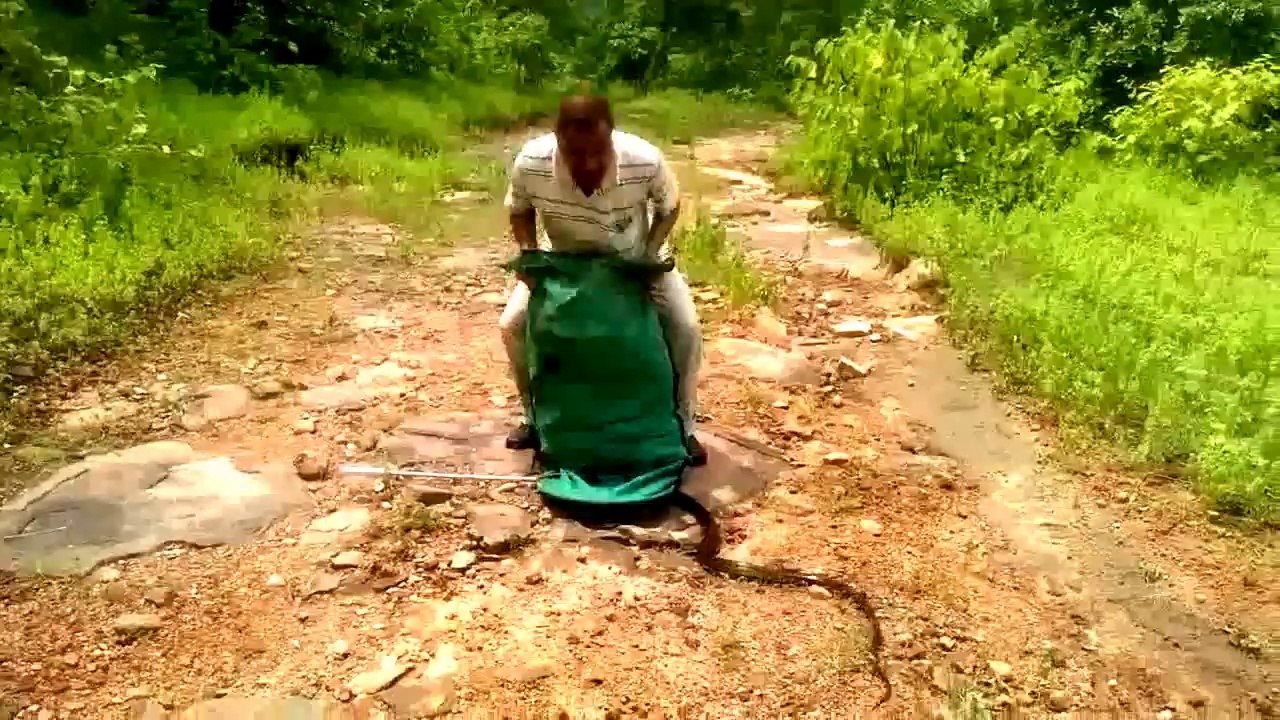 Crazy moment snake catcher releases hundreds of snakes into forest
