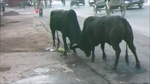 BREAKING NEWS VIDEO Fighting Bulls ATTACKED street walkers in Varanasi,India