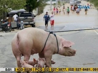 UB: Ilang alagang hayop, naisalba mula sa pinsala ng baha dulot ng bagyong Lando