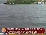 UB: P20M halaga ng tilapia, nangamatay sa Lake Buhi sa CamSur