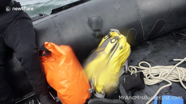 Pesky polar bears ruin amazing beluga whale dive experience