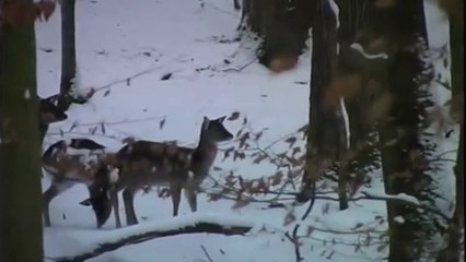 Naše divlje životinje - obrazovni program