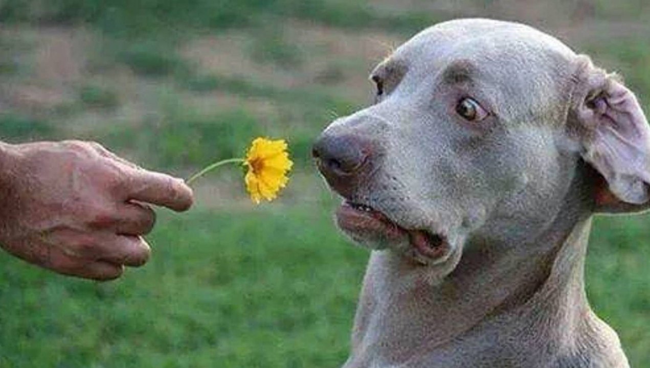 Funny Dogs Compilation | New funny video