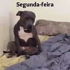 Meu Cachorro Odeia Segunda
