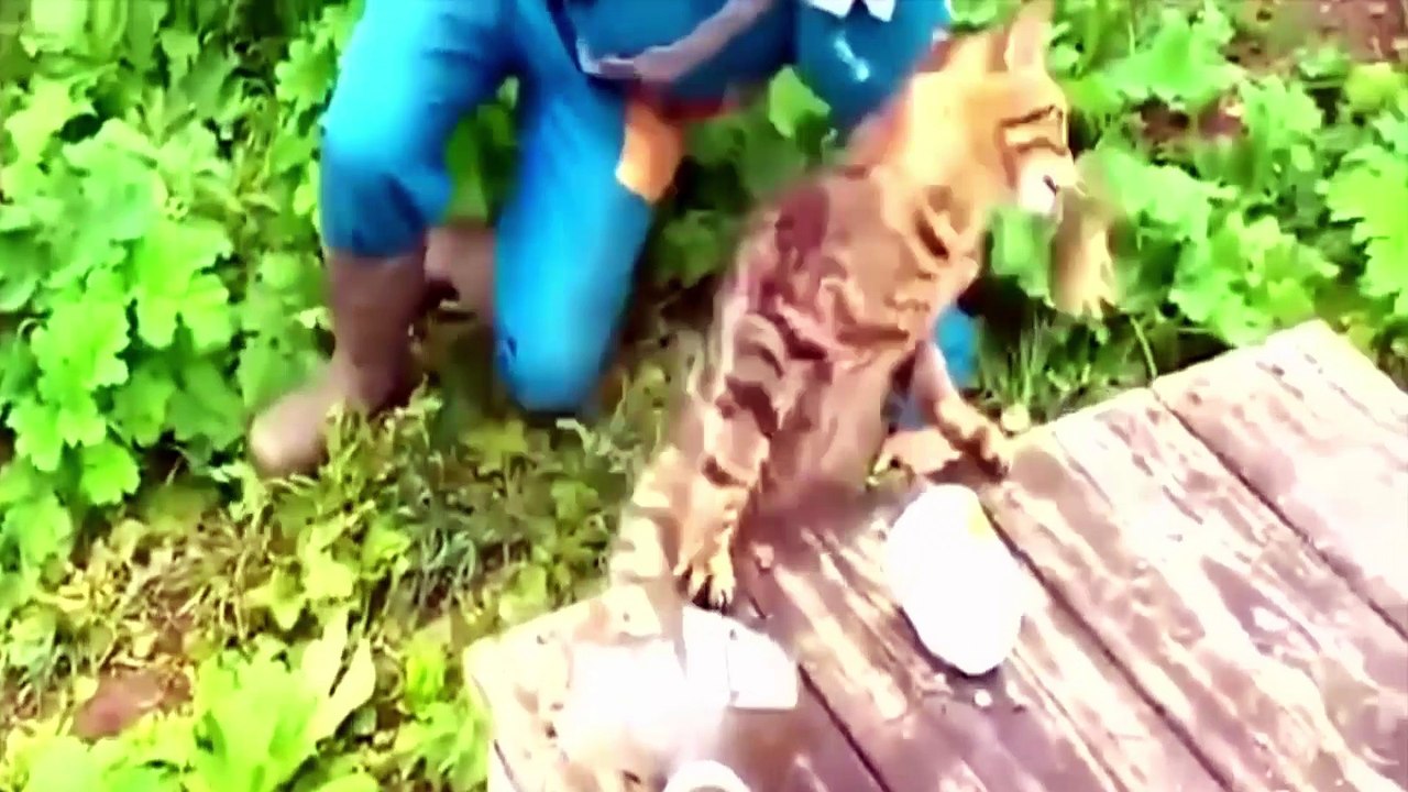 Funny Videos ★ Best Funny Fail Compilation ★ Funny Videos 2016