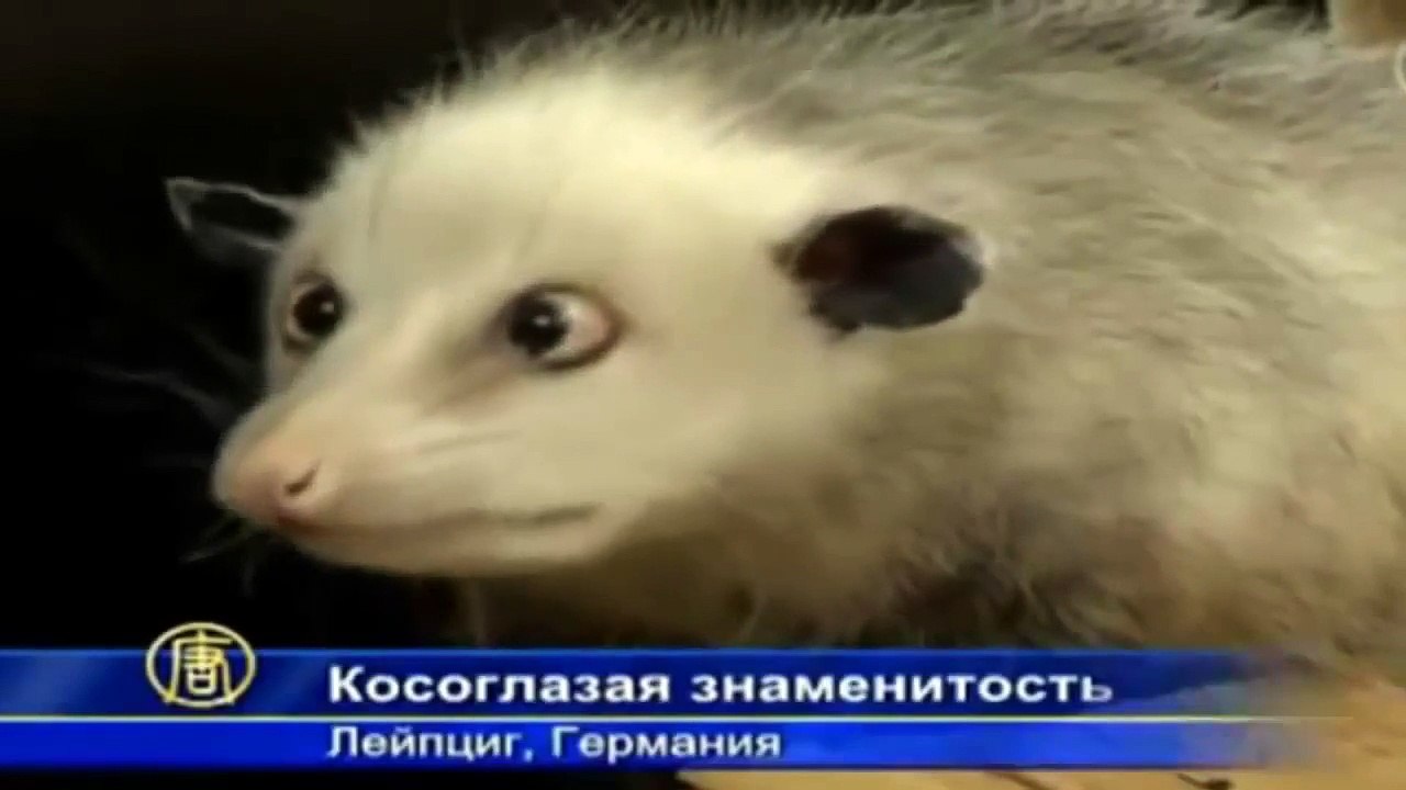 Прикольный опоссум