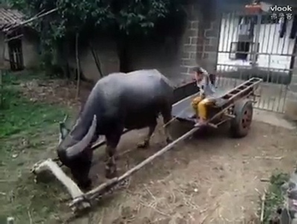 A child Riding Cow Whatsapp videos 2017