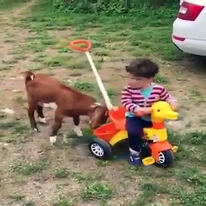 Child Playing With Goat funny whatsapp video 2017