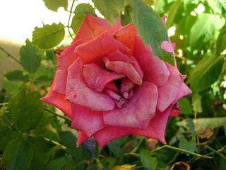 Chá contra insônia, receita caseira.