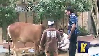 Cow Kicked a Child Funny Scene