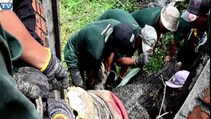14 feet male crocodile found in Thailand jangle | Don't miss